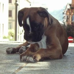 arturino